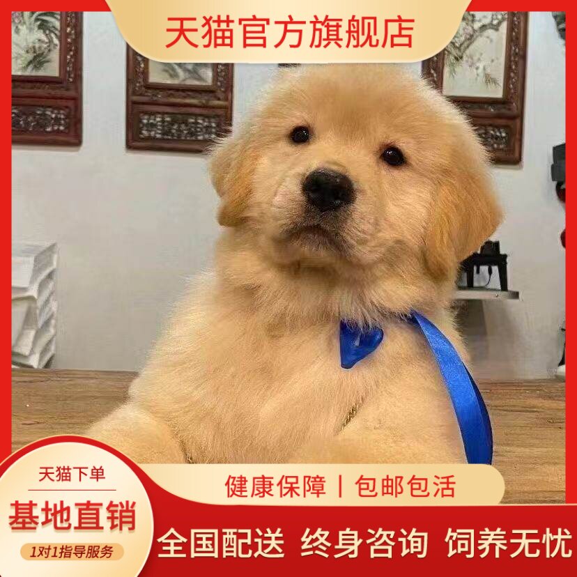 听话健康狗物猎犬便宜狗高智商狗