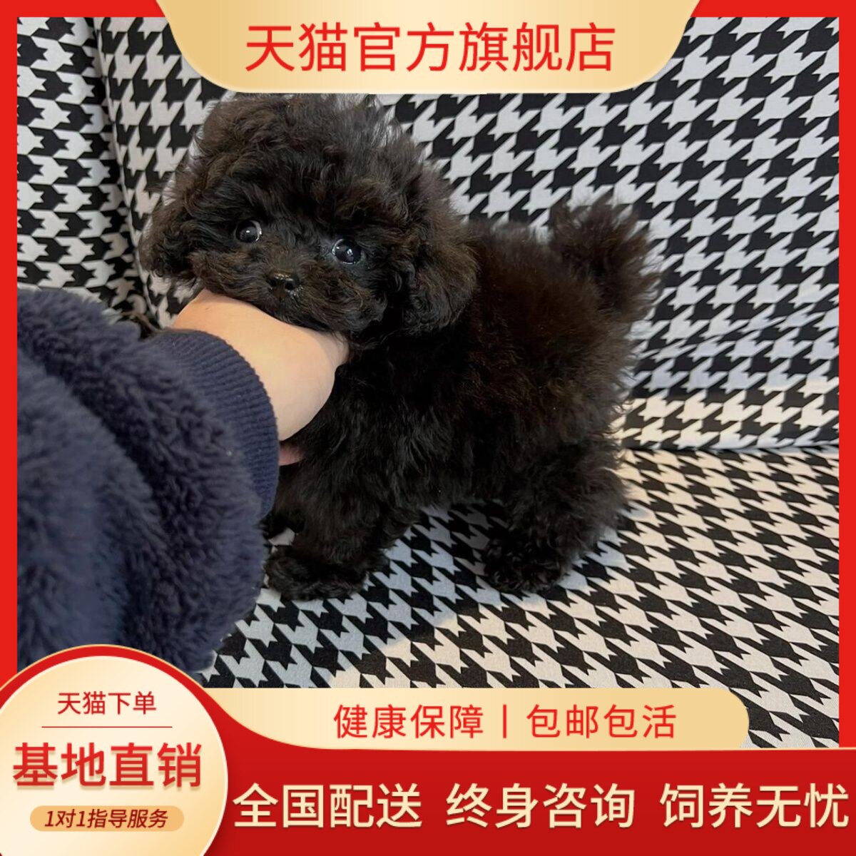 狗家庭犬小体型网红狗宠物精品