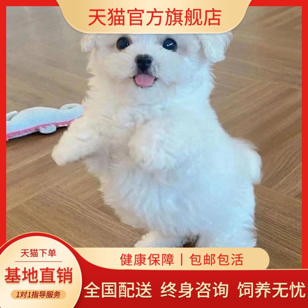 养小型犬犬便宜超萌球形狗网红狗