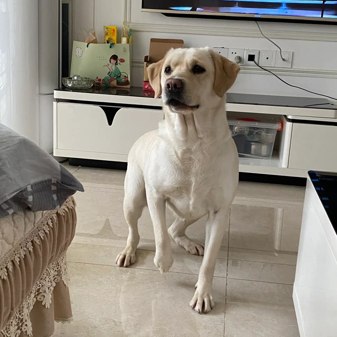 黑色巡回犬幼崽高智商活泼家庭狗