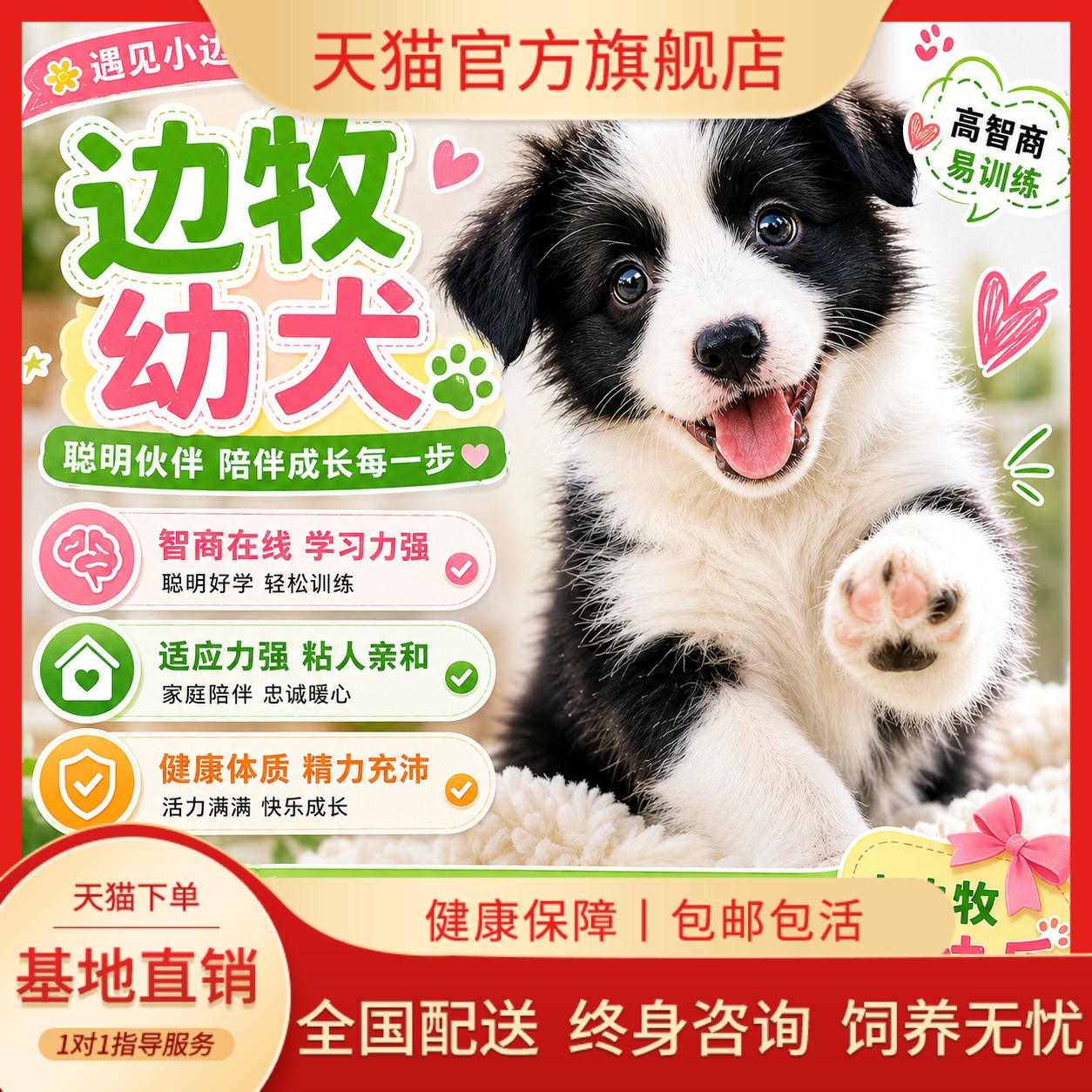活物活体家养可爱型聪明好养便宜