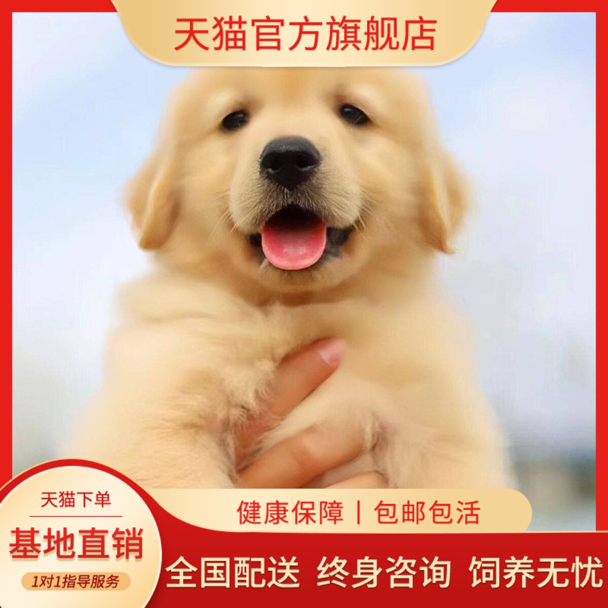 巡回犬小狗真狗导盲犬猎犬狗活泼