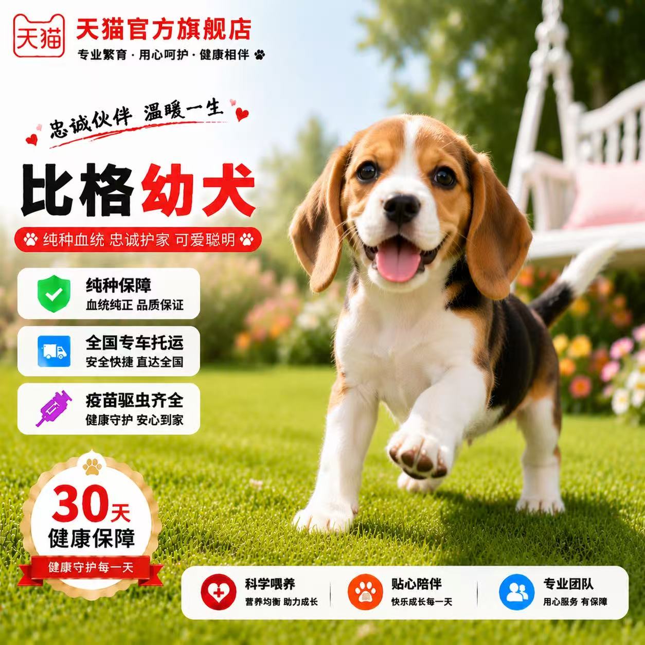 大耳朵狩猎犬精品宠物狗工作