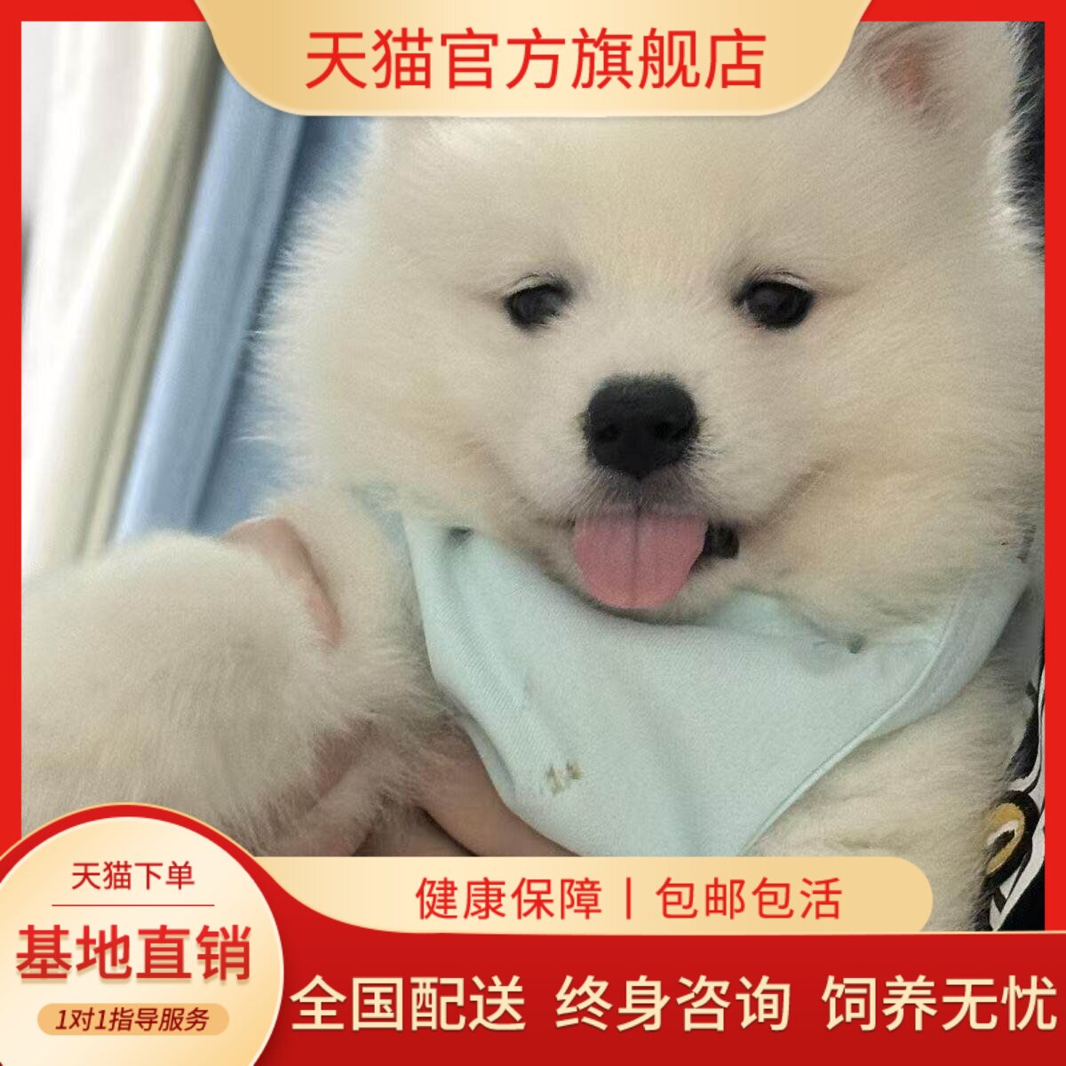 萨摩耶纯种幼犬活体大骨架幼宠微笑天使可爱家养聪明活物狗狗便宜