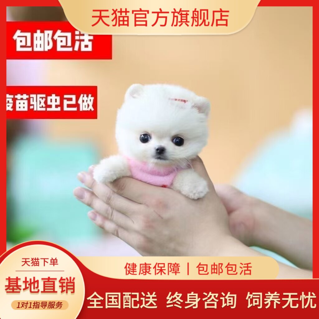 小犬狗可爱俊介犬迷你真狗圆脸