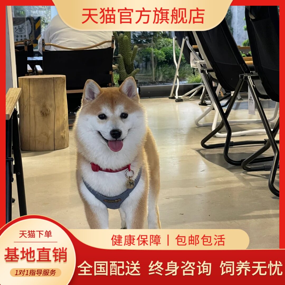 柴黑白柴豆柴秋田犬宠物真狗