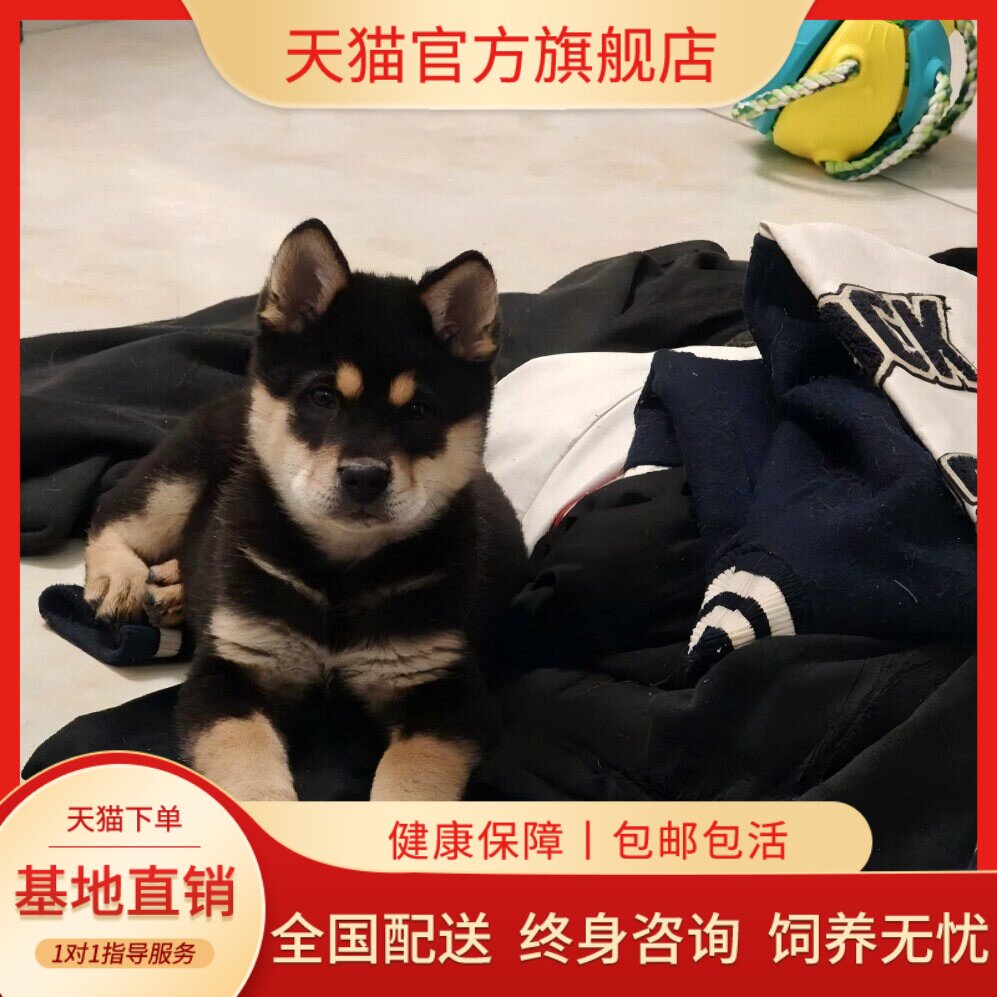 四眼铁包金好养广西土猎犬小狗狗护主土狗忠诚银农村看家护院活体