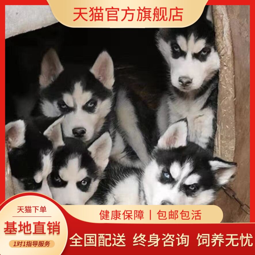中型犬好养二哈短毛真狗宠物狗