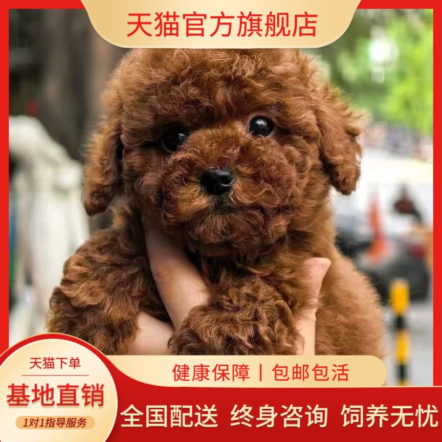 体型活物狗活泼黑色纯黑幼崽