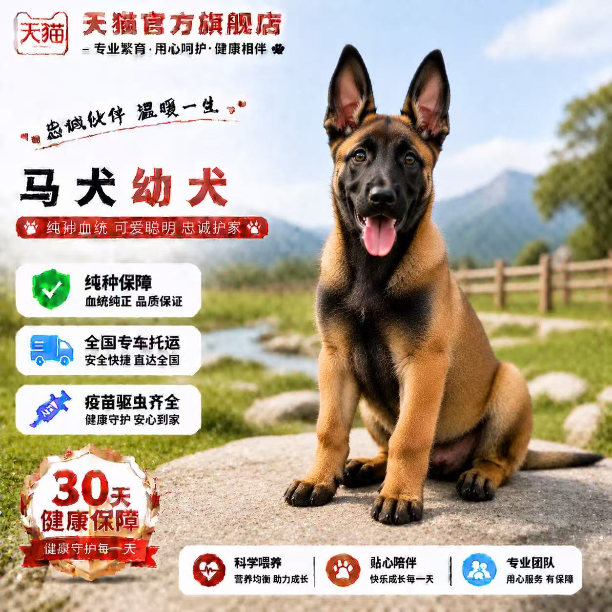 纯种马犬幼犬幼宠农村比利时牧羊犬短毛狗狗狼狗家养大骨架活物狗