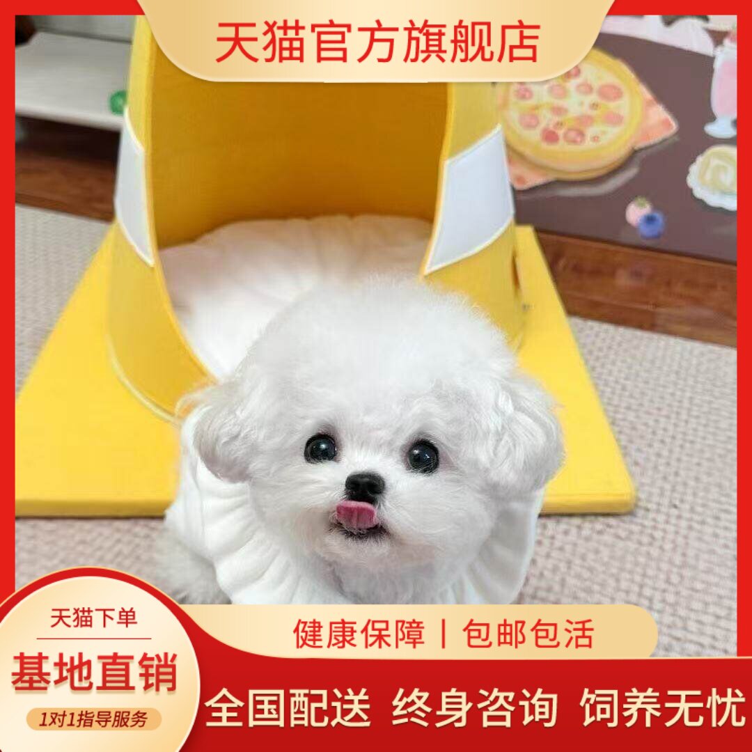 宠物狗狗白色球形狗超萌幼崽