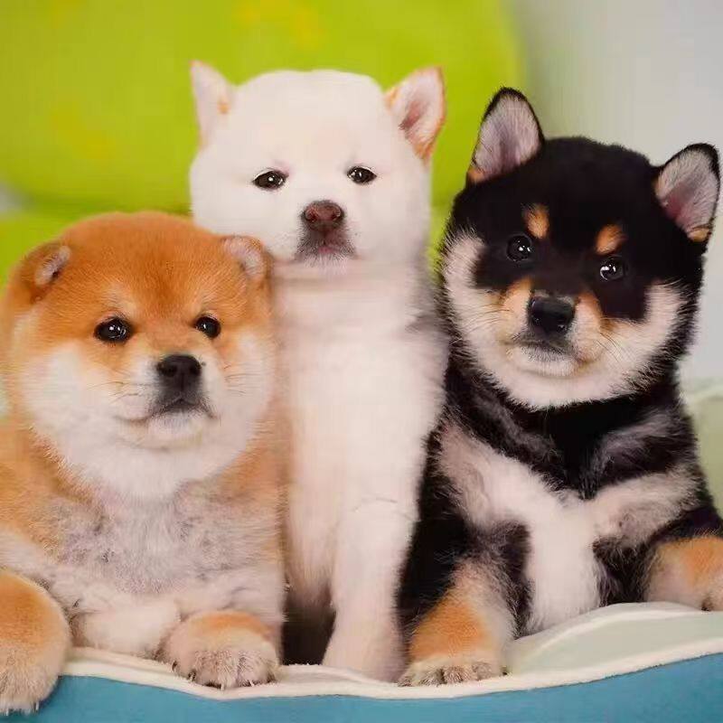 柴犬纯种幼犬黄色豆柴便宜帅气高智商宠物犬活物看家超萌狗狗可爱