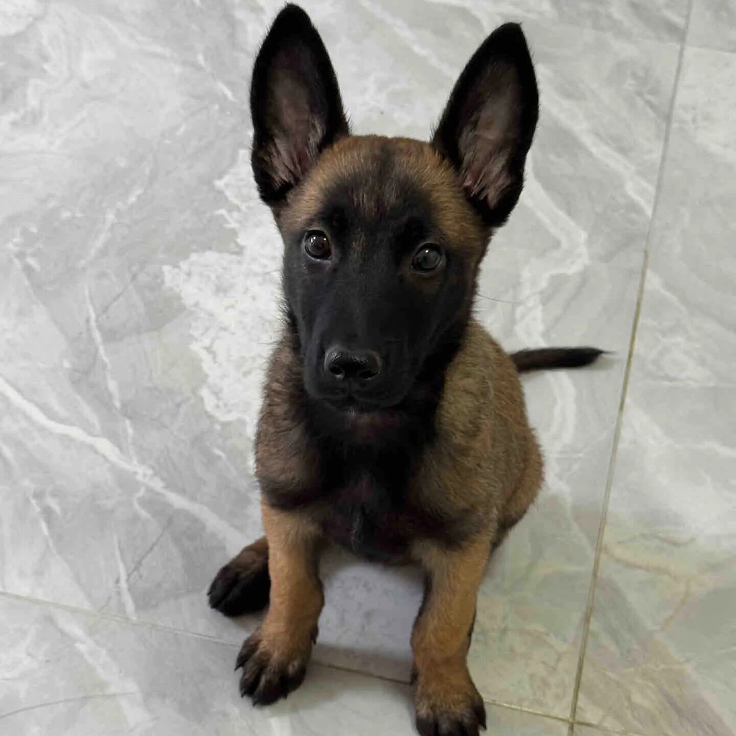 护院幼宠警犬猎犬黄马晕寻西
