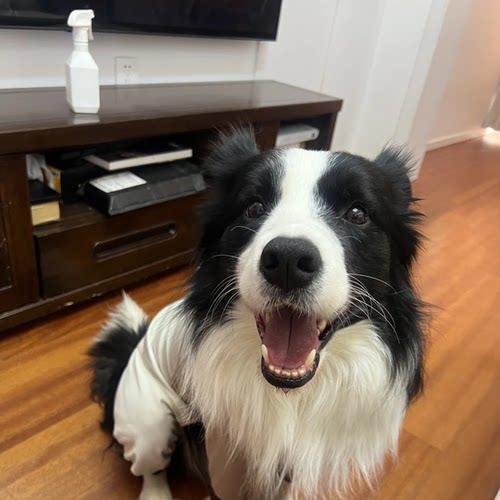 活体黑白陨石金边中型犬宠物狗狗