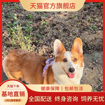陪伴活泼小活体两色帅气爱晕易