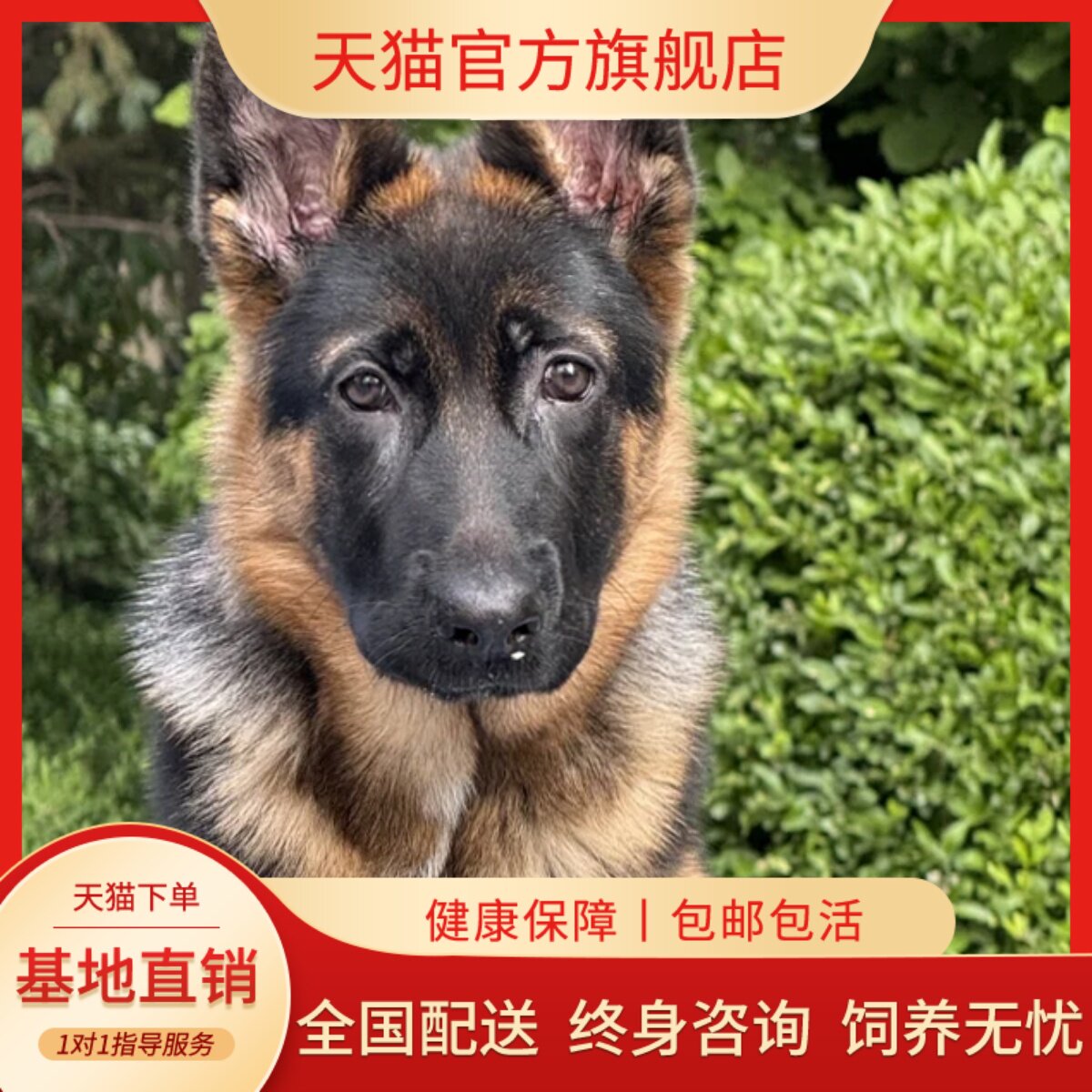 大型犬黑背军犬警犬小狼狗看门狗