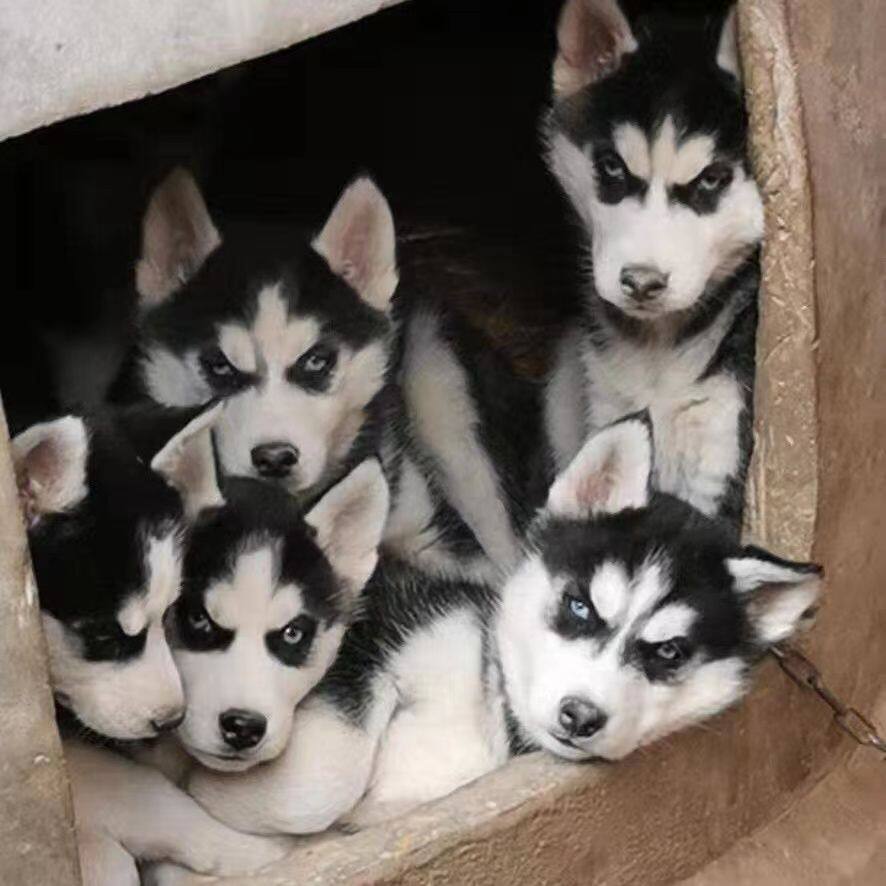 哈士奇纯种幼犬黑色便宜大骨架活体中型犬好养二哈短毛真狗宠物狗