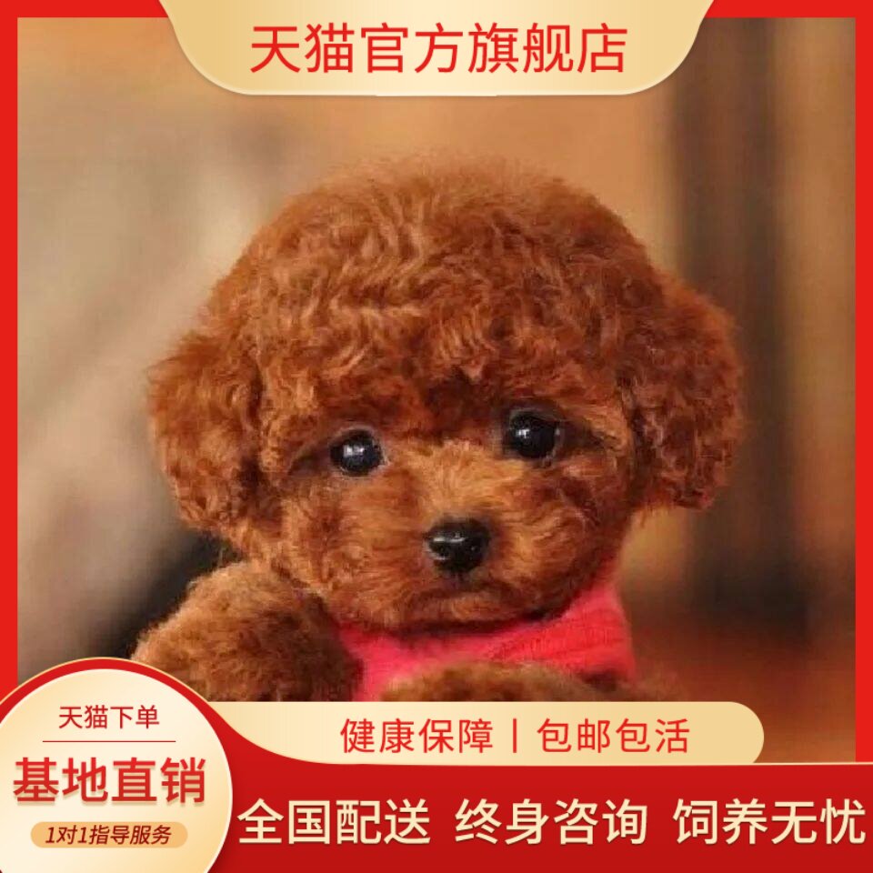 贵宾犬幼体型可爱网红聪明宠物