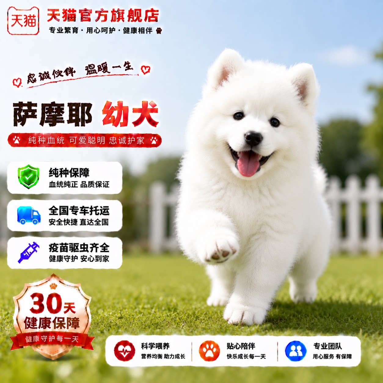 好养活物陪伴犬便宜狗活体狗