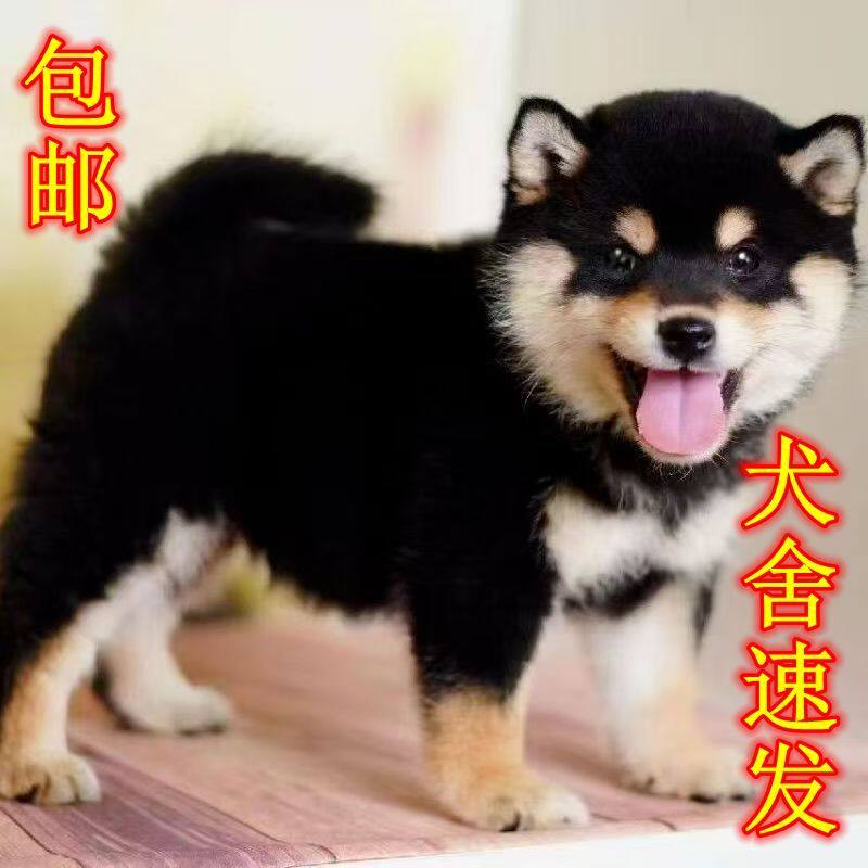 柴犬纯种幼犬赤色单血统狗家养狗崽超萌豆柴小短毛看家狗狗狗正宗