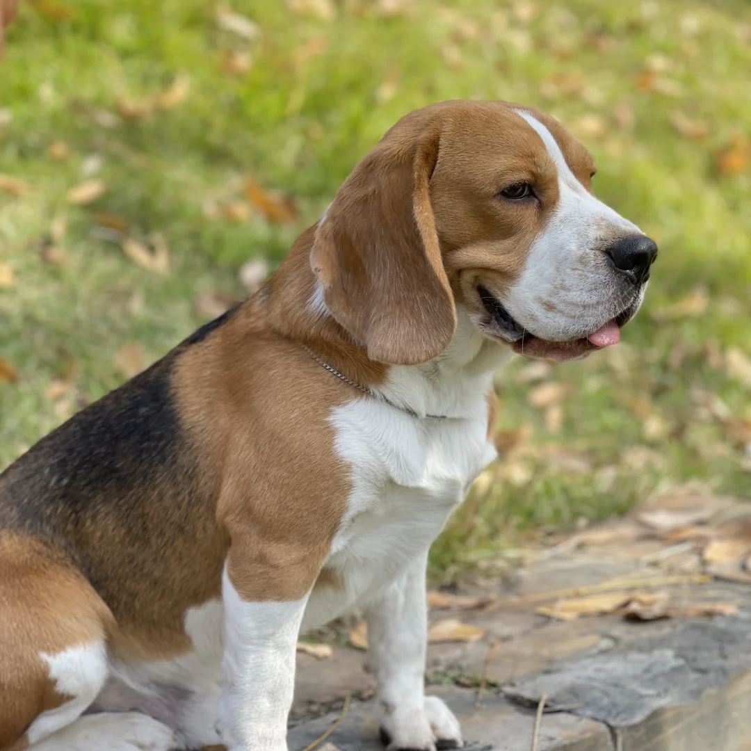 纯种比格犬幼犬大头巴吉度伴侣劣徒全幼耳朵米格鲁宠物狗猎狗家养