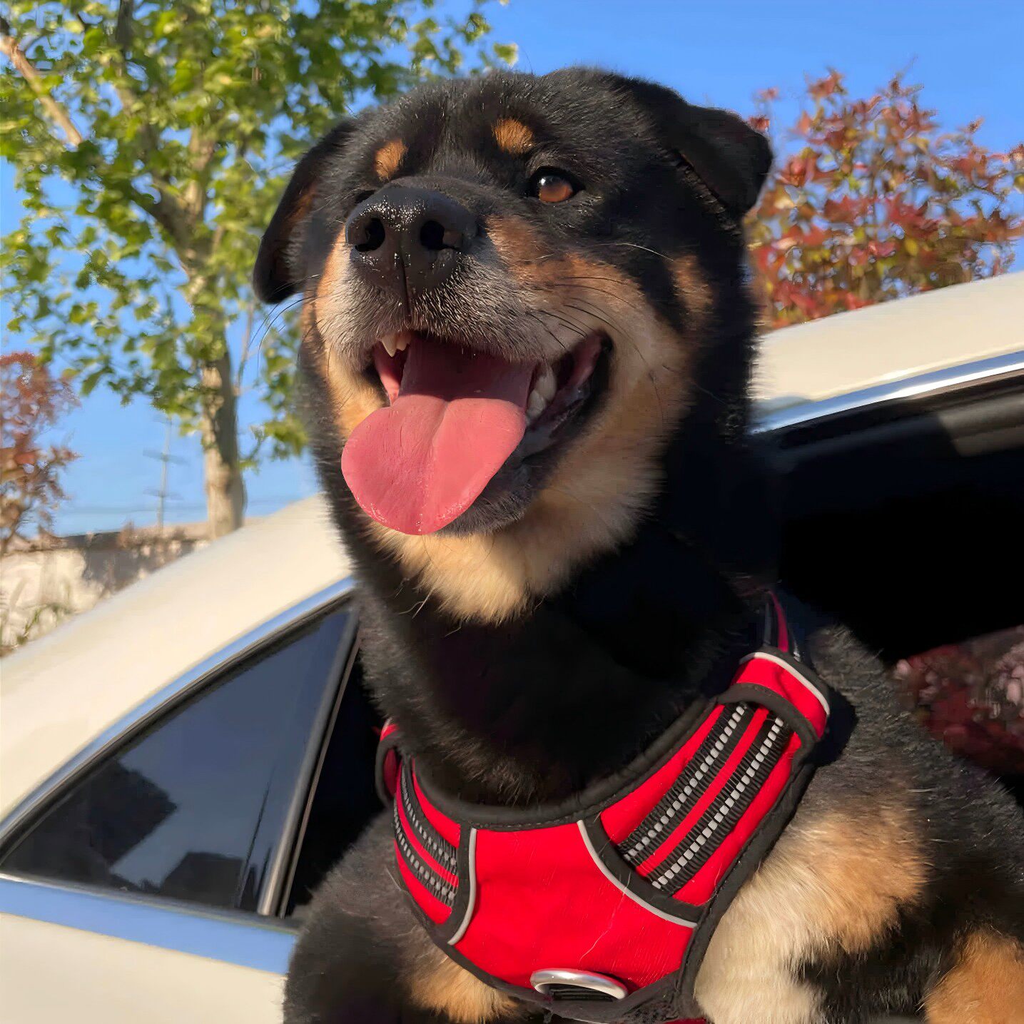 护主广西土猎犬活体活泼狗短毛