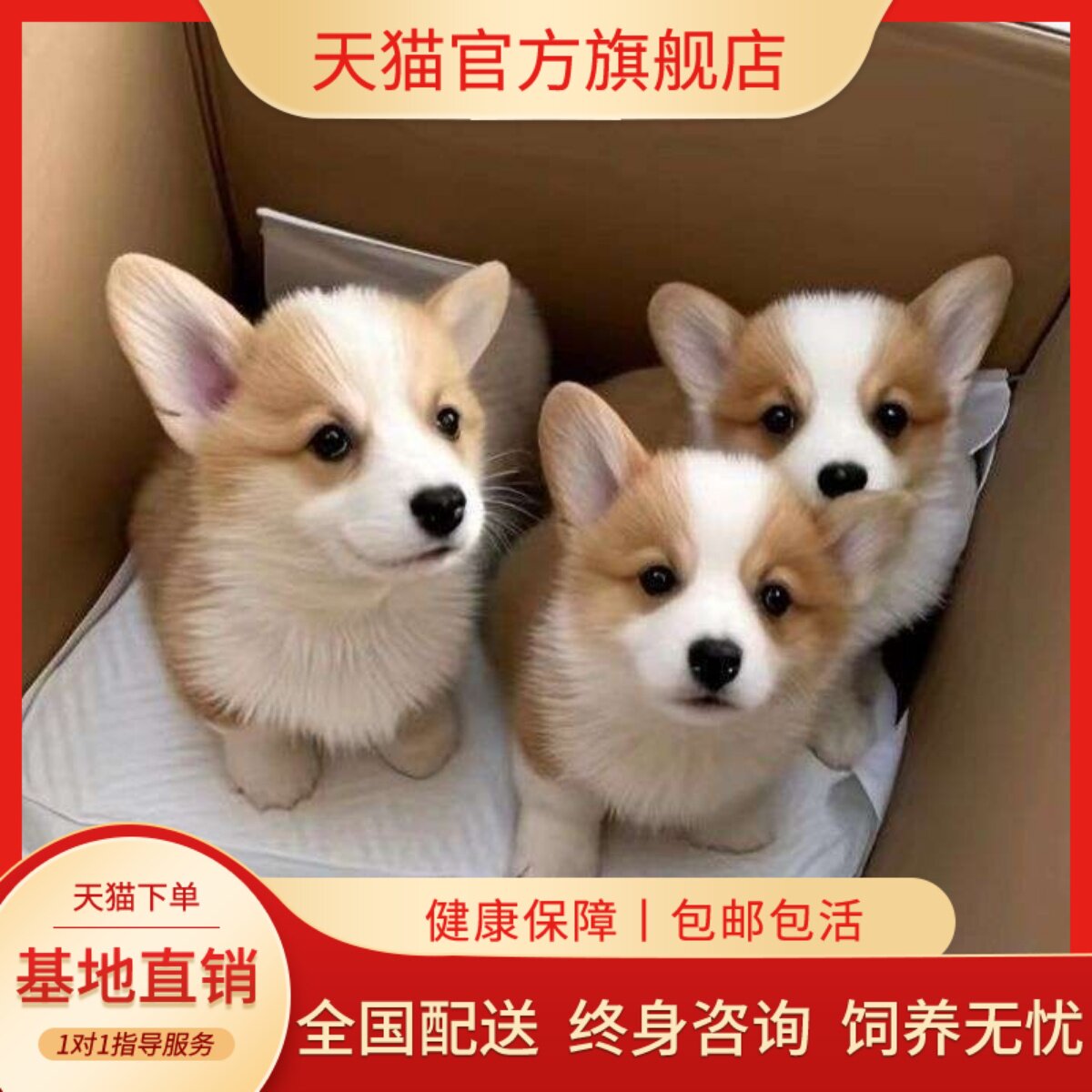 狗狗双色小型犬三色帅气家养超萌