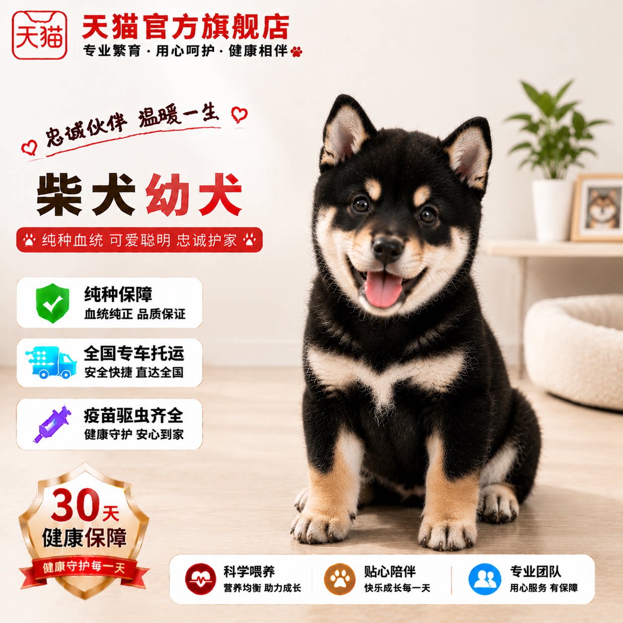 血统长不大活泼黑柴黑色赤色黄色