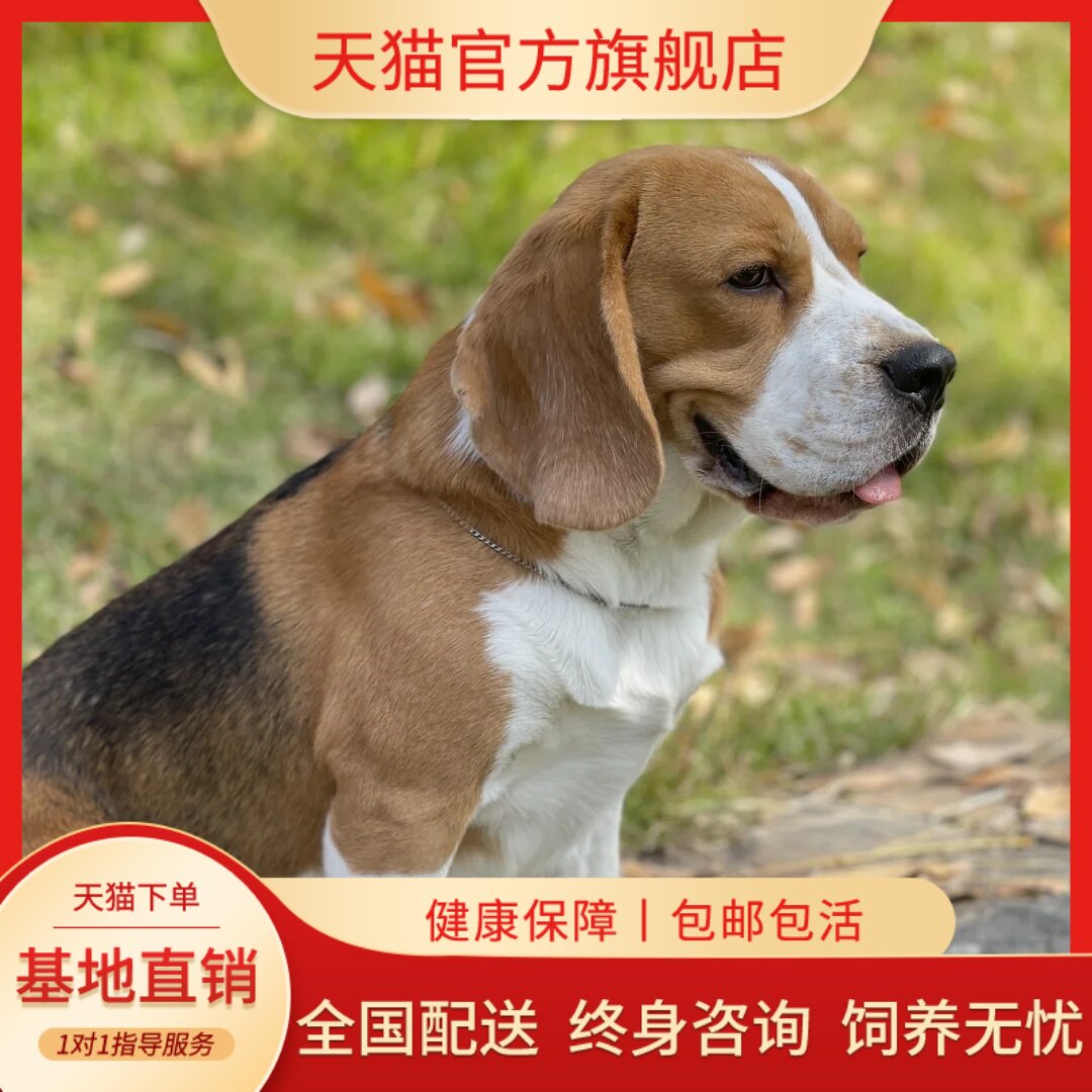 纯种比格犬幼犬大头巴吉度伴侣劣徒全幼耳朵米格鲁宠物狗猎狗家养