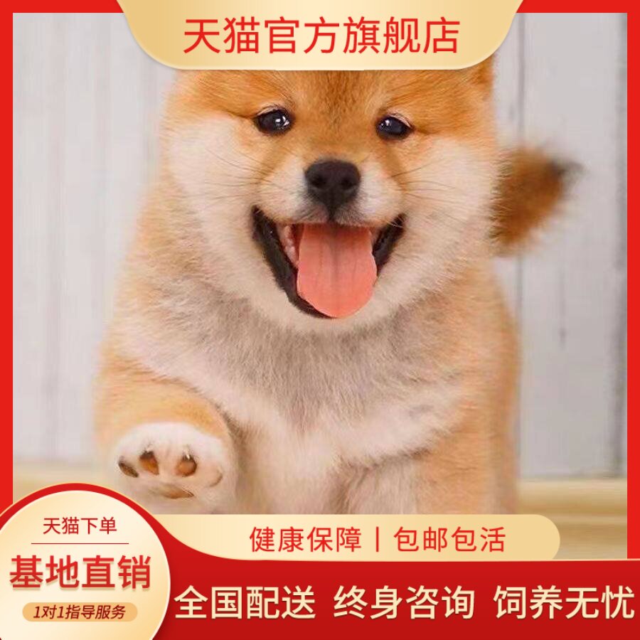 家养黑柴黄色看家单血统超萌活泼