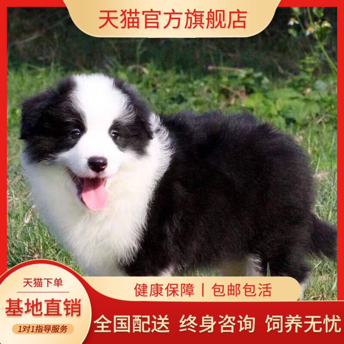 边牧纯种幼犬网红温顺活体可爱型聪明宠物狗活泼健康狗好养狗幼宠