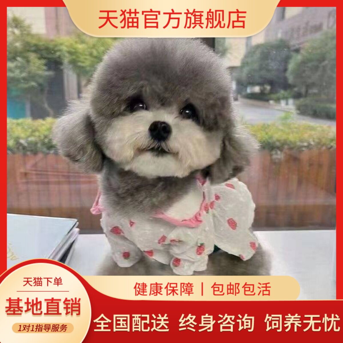 聪明狗超萌幼崽小型犬黑小体可爱