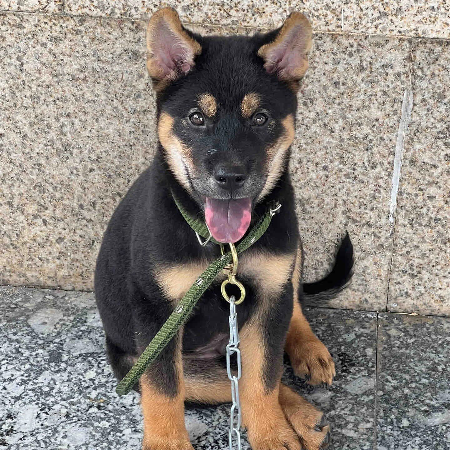 小狗赶山犬银好养活体狗好看