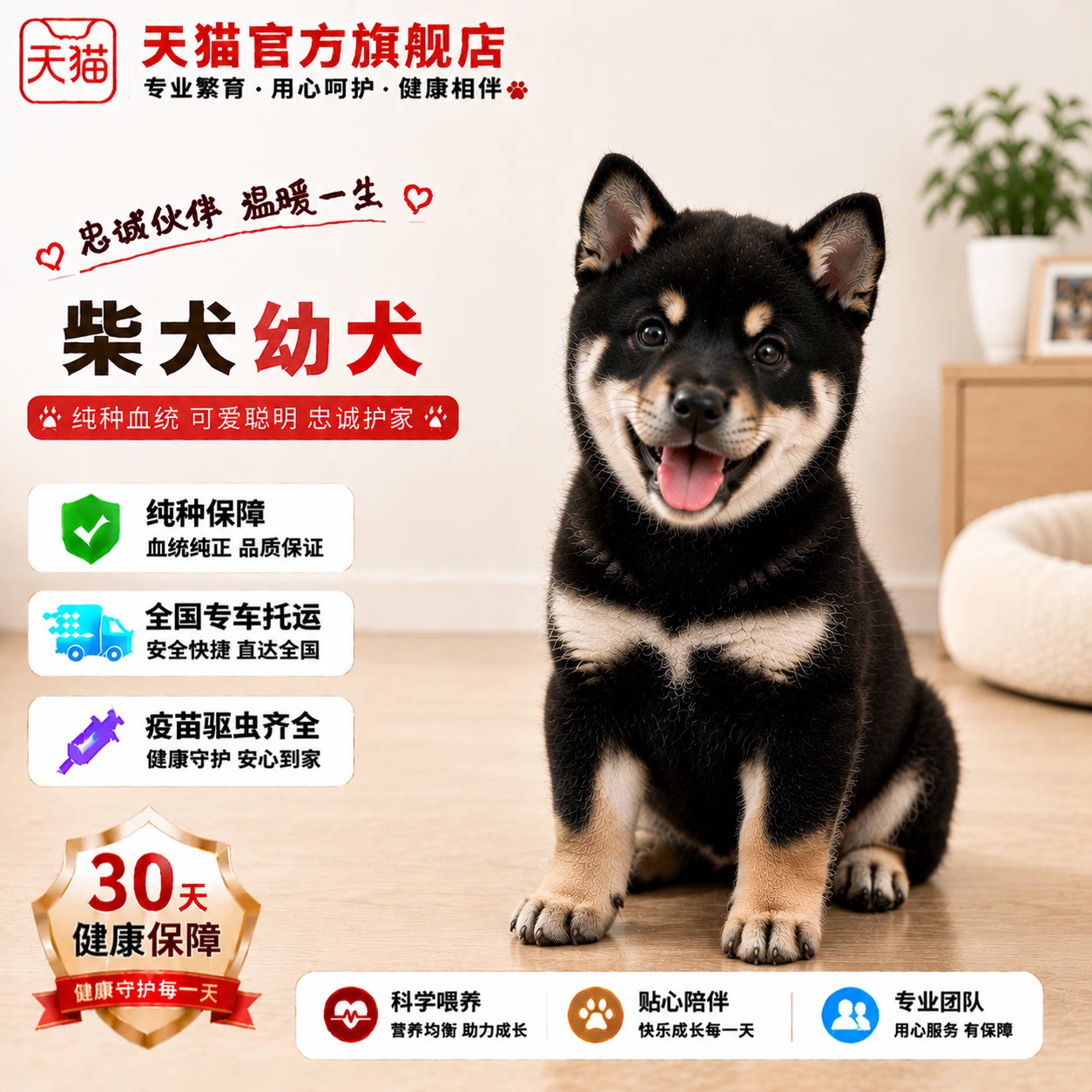 柴赤色活泼活物黄色看家帅气精品
