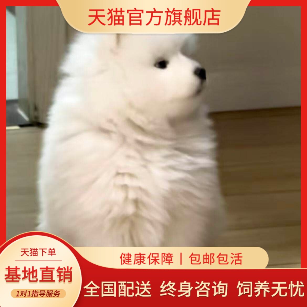 萨摩耶纯种幼犬幼宠狗幼崽大骨架微笑天使活体白色可爱型活物家养