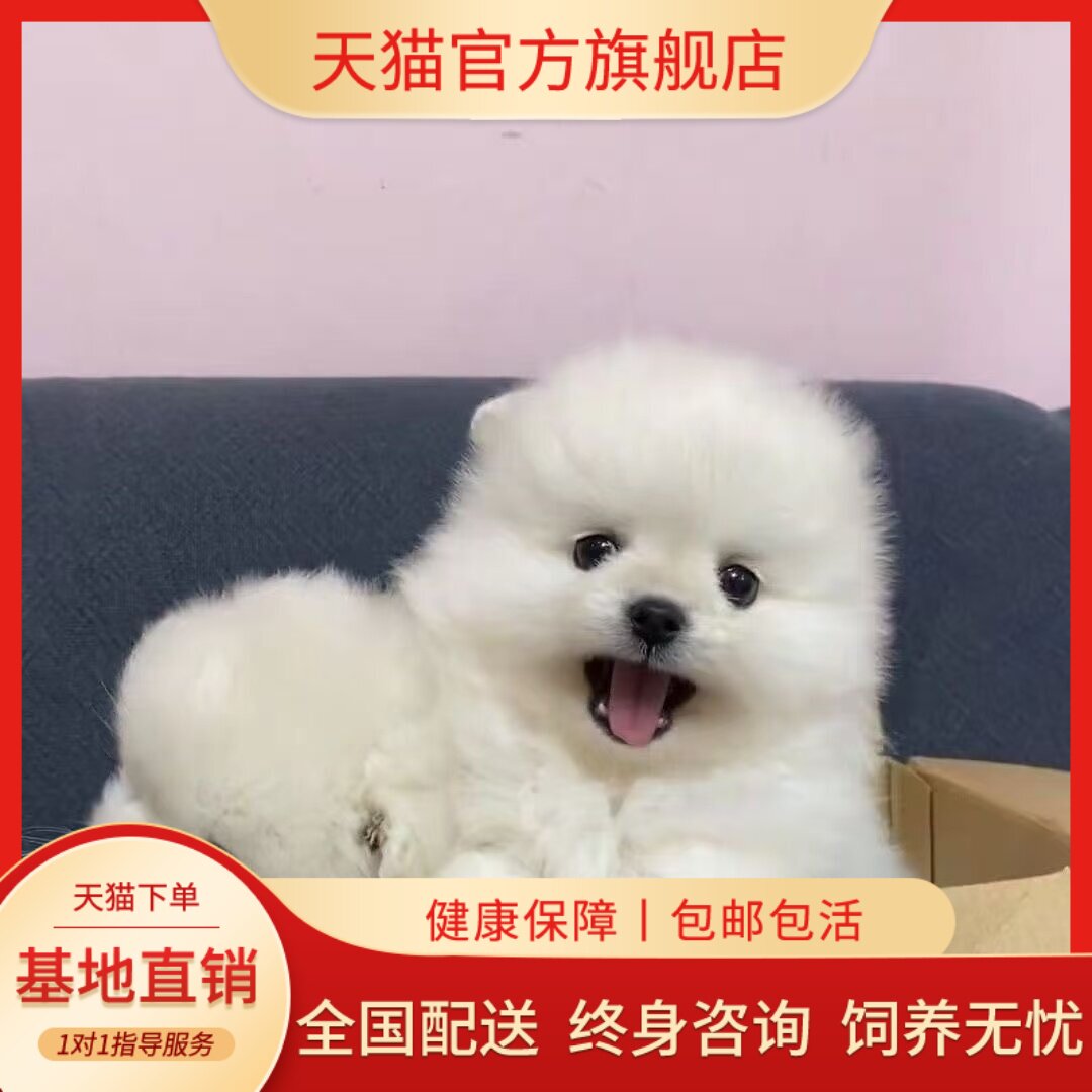 小型犬袖珍犬犬白活物球形长