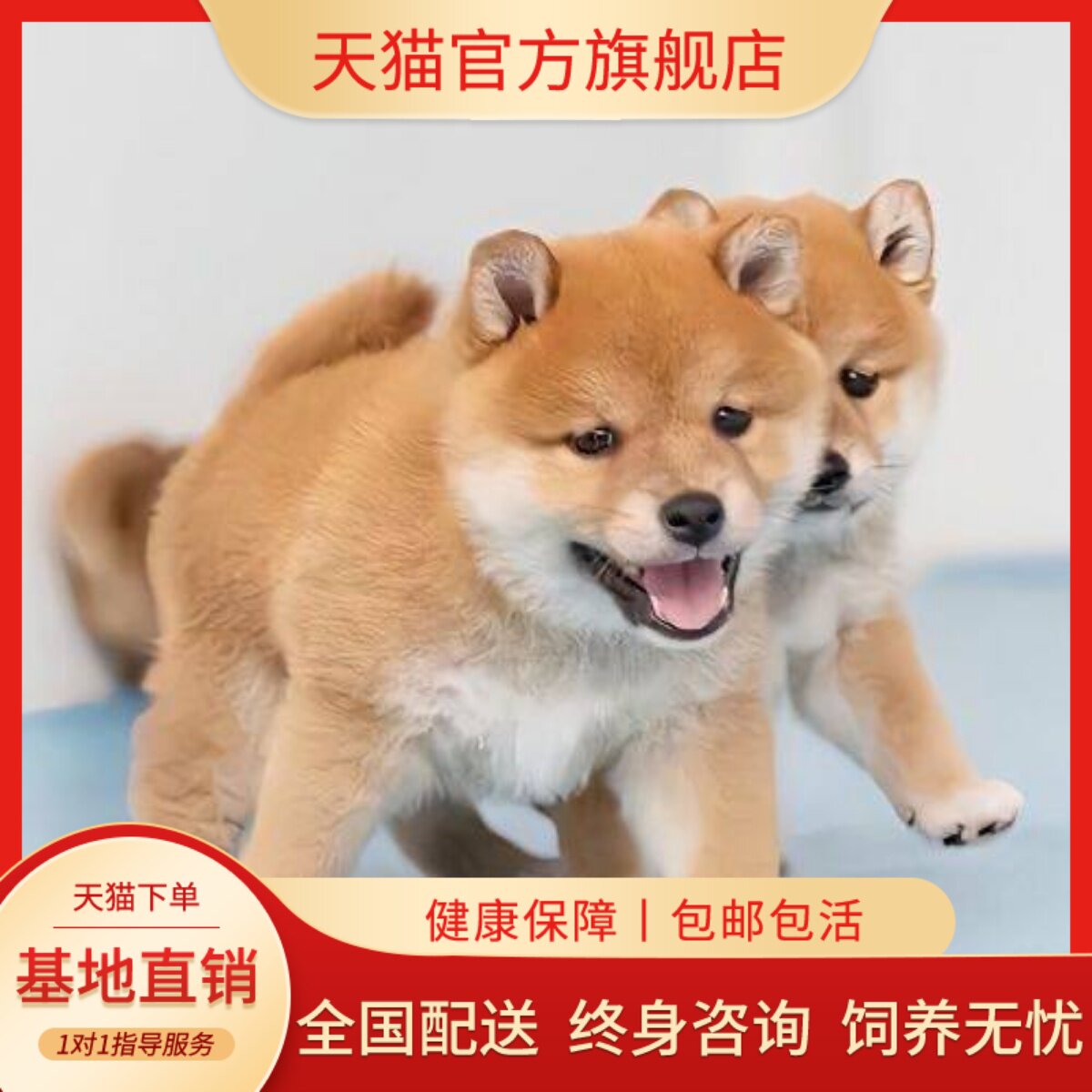 小狗犬日本家养单血统长不大正宗