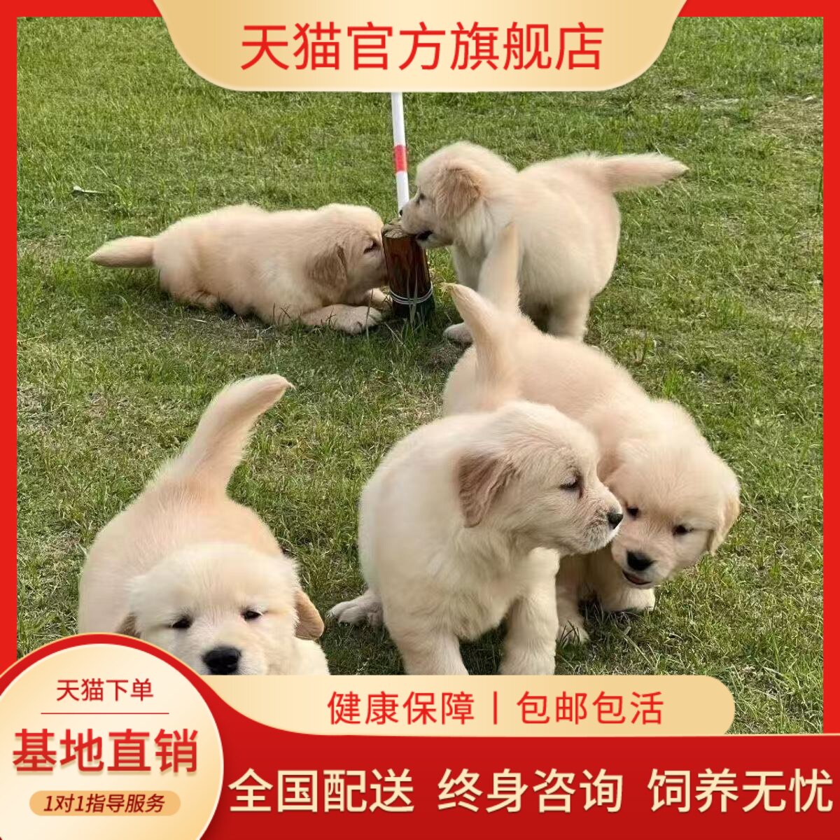 巡回犬可爱家养真狗活泼小狗
