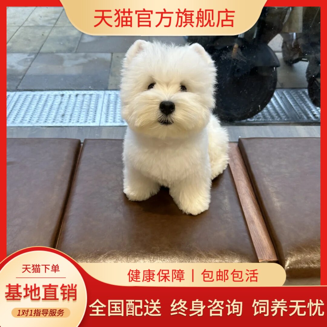 西高地家养不掉毛宠物狗西高地犬