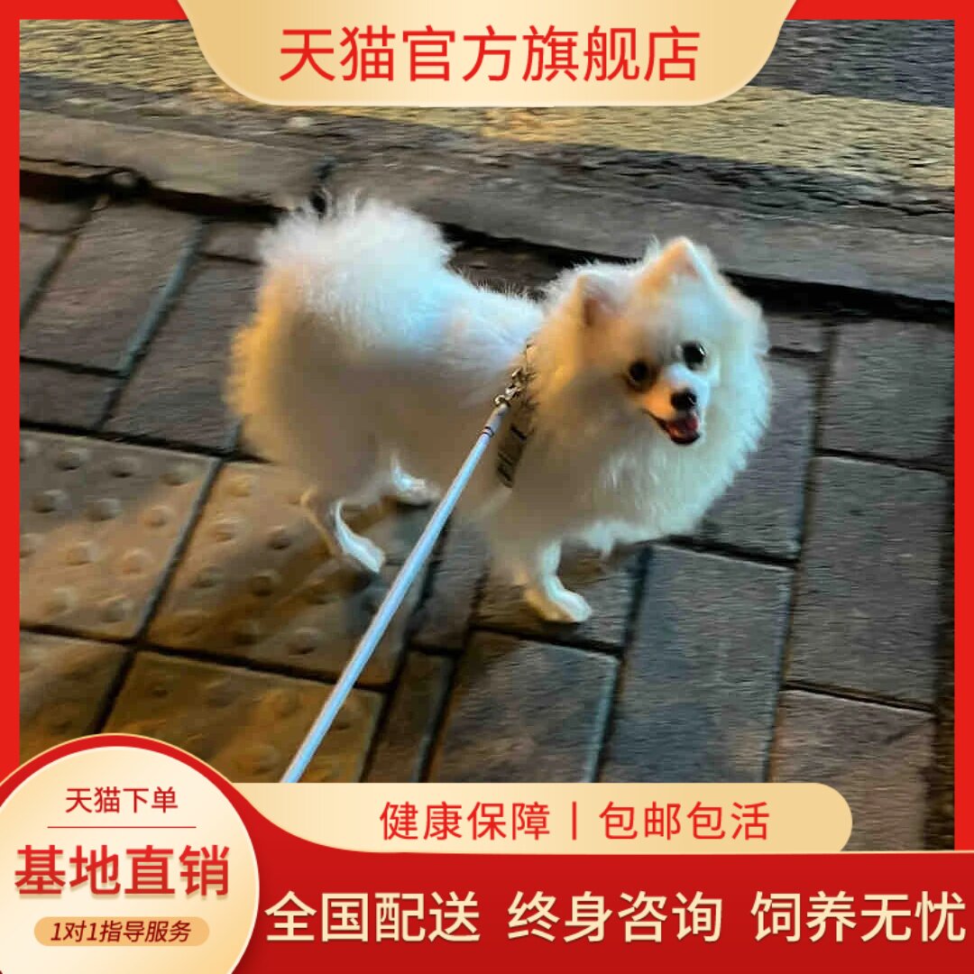 纯种博美幼犬陪伴犬博美长不大茶杯犬俊介小型犬家养宠物狗狗活体