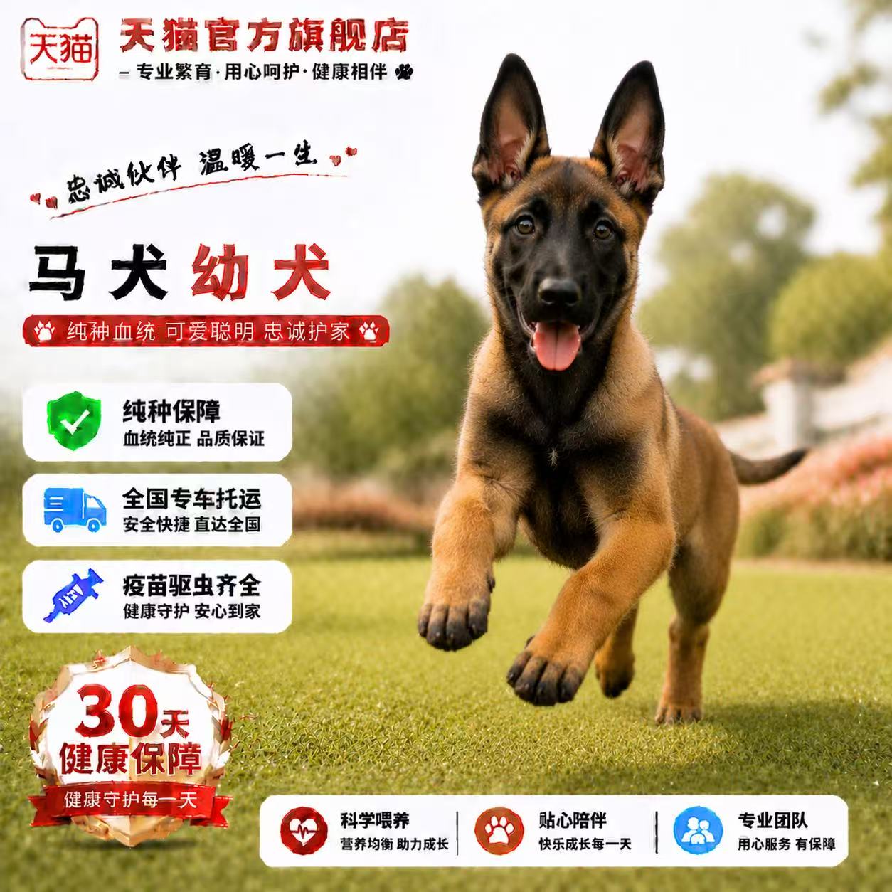 短毛黑红护卫犬聪明猛犬狗护院