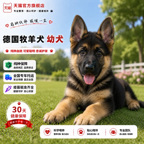 犬黑背猛犬看家狗幼崽宠平背霸气