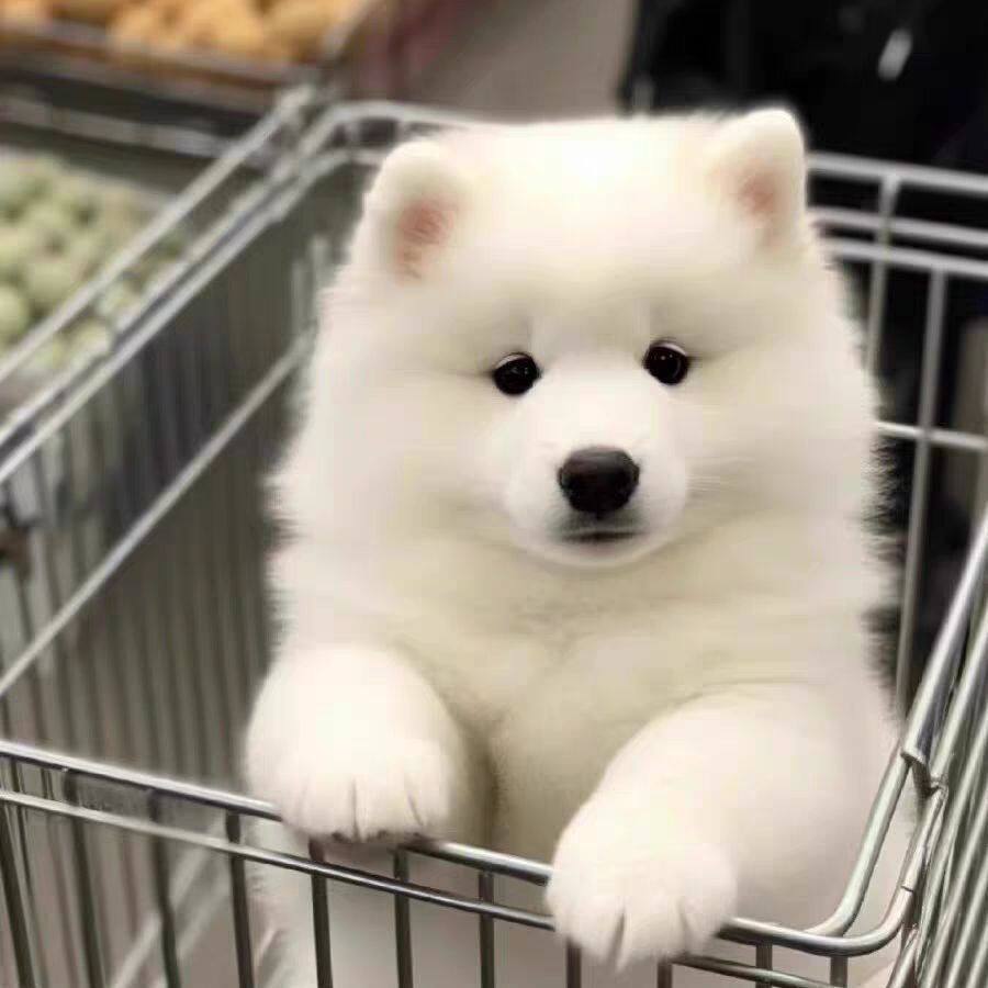 萨摩耶纯种幼犬便宜幼崽宠物狗可爱型家养聪明幼宠粘人微笑天使狗
