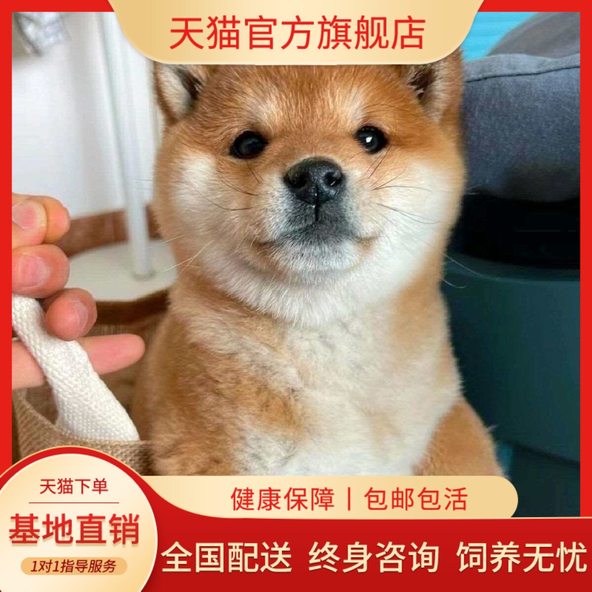 看家黑柴黄色赤色活泼小狗豆柴