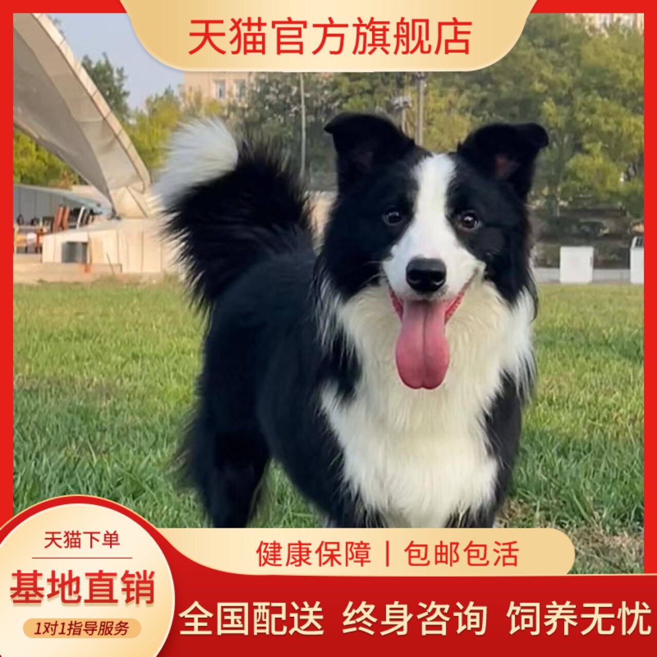 边牧纯种幼犬活体幼宠家养好养宠物狗陪伴泼粘人黑白色网红狗活物