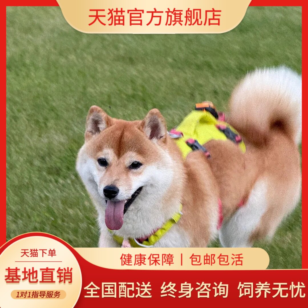 帅气小看家超萌小狗爱吹可