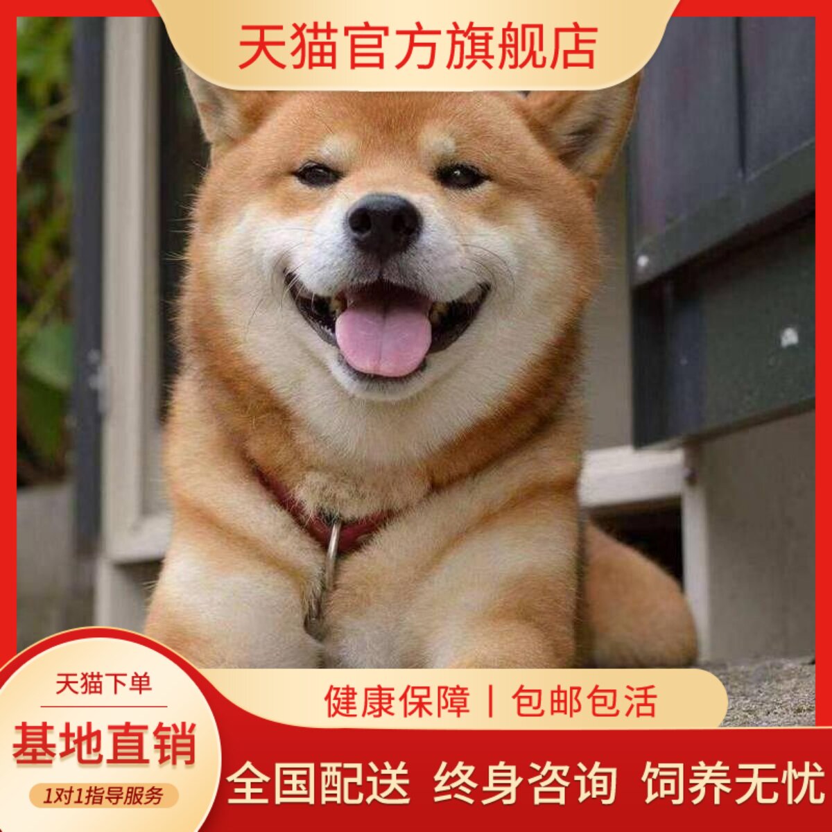 中型犬黄色狗狗活物小狗赤色看家