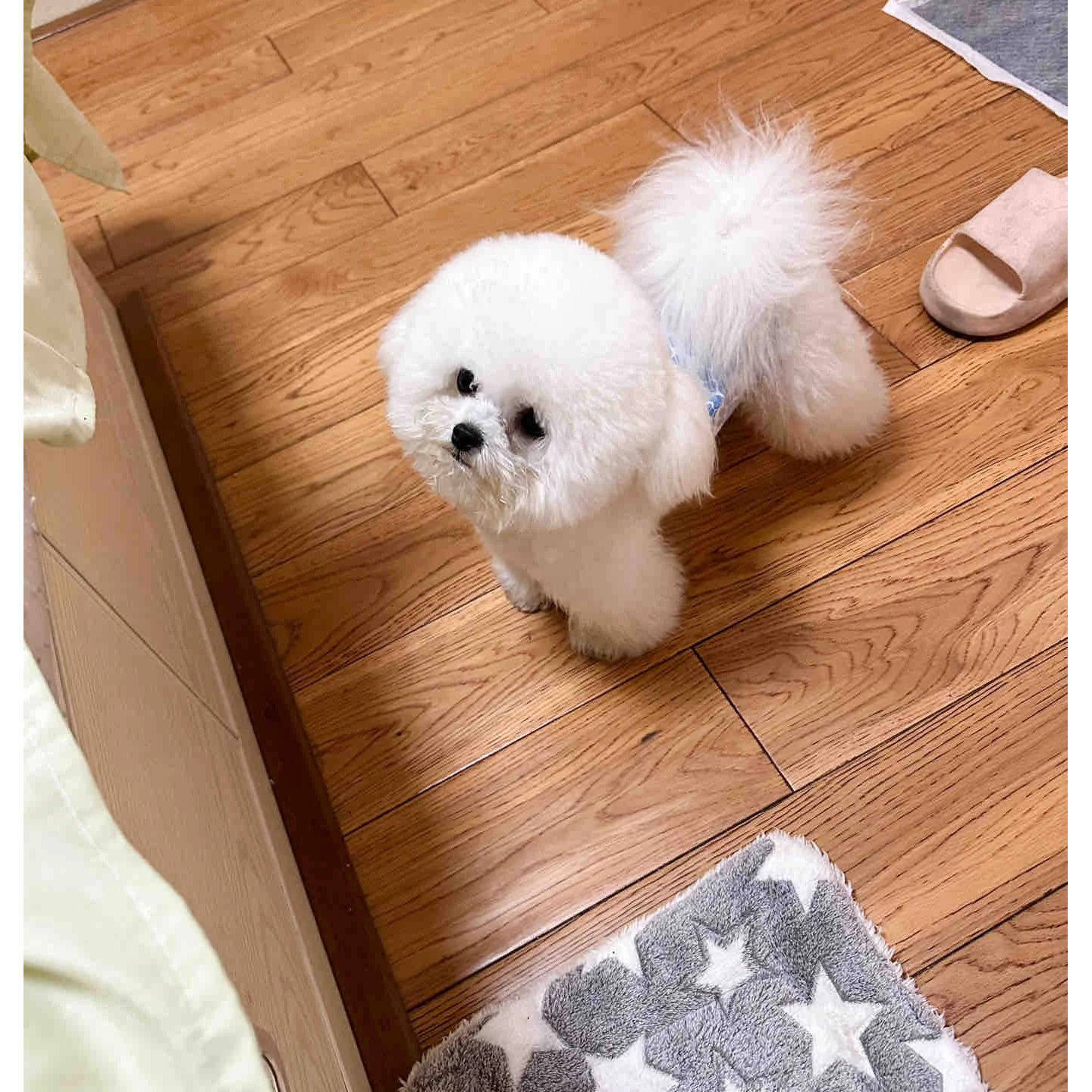 小短腿卷毛米奇小型犬幼崽小狗