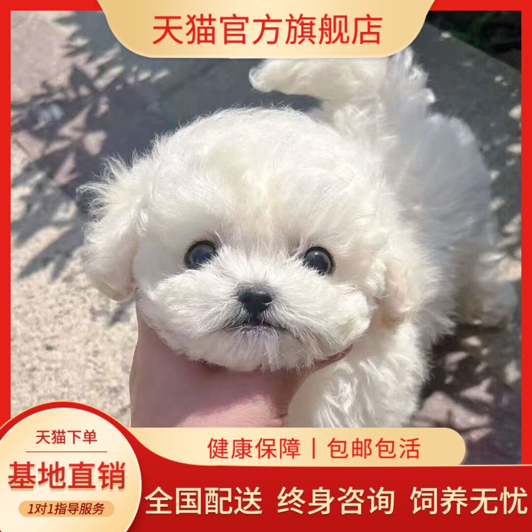 长不大便宜圆脸可爱小型犬狗狗狗