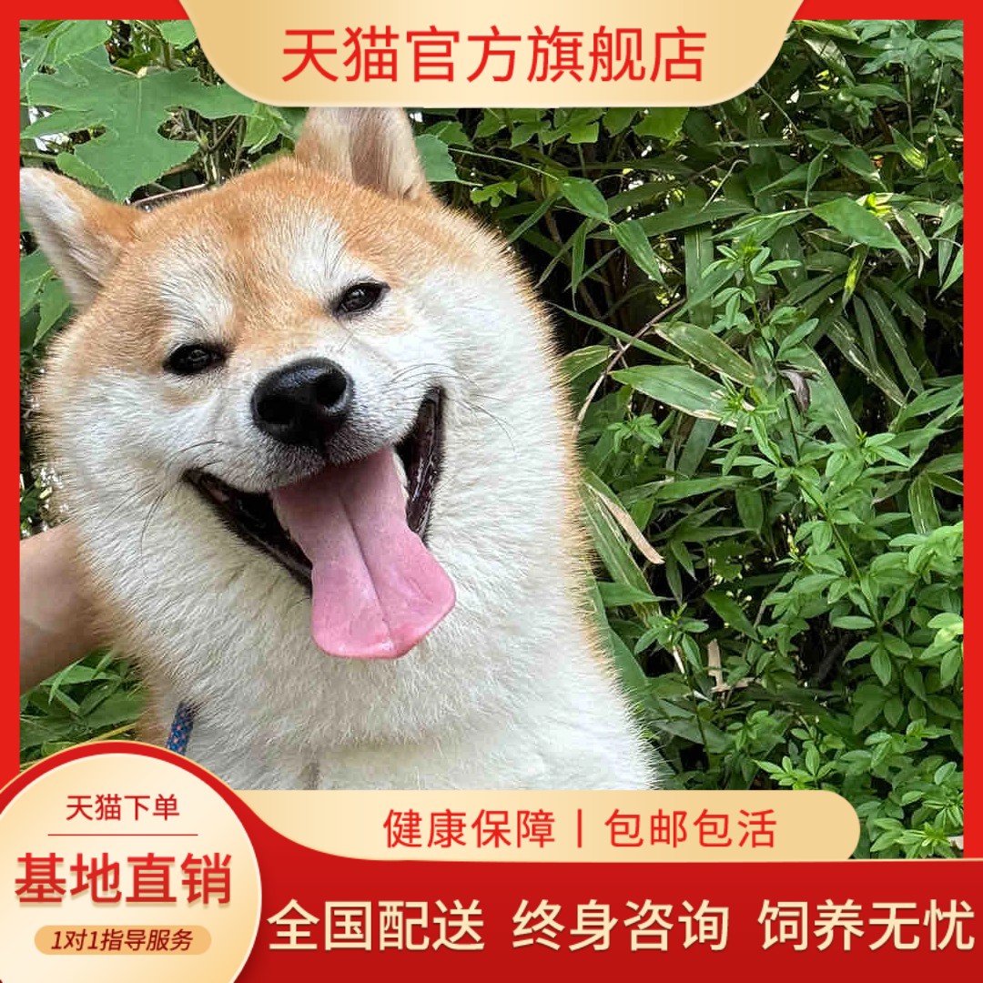 日本柴犬豆柴家养宠物狗双血统